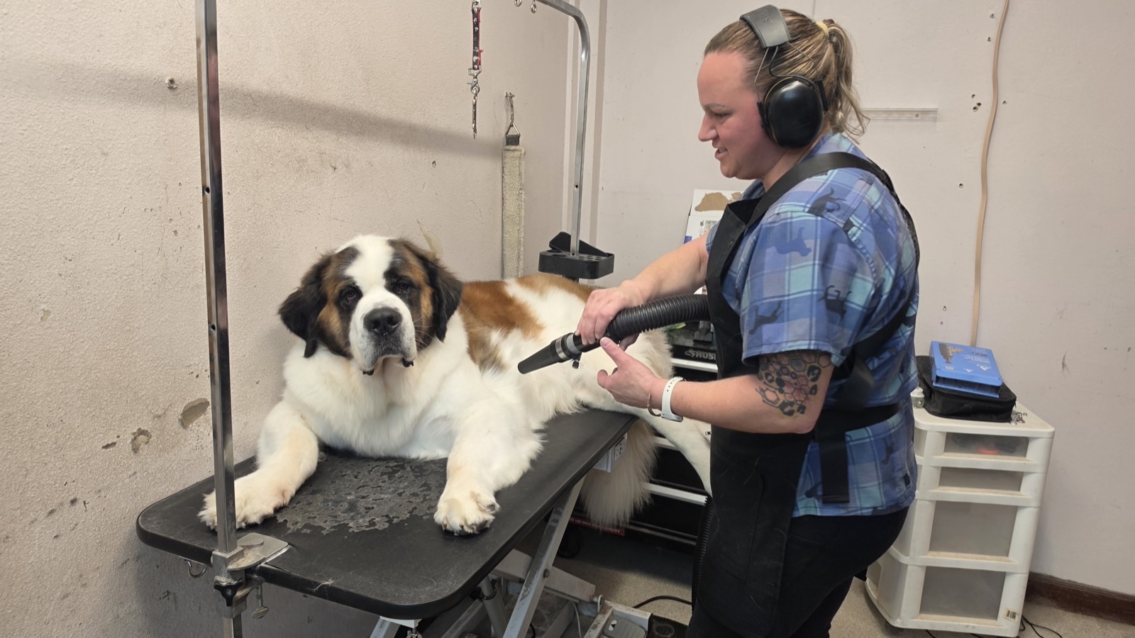 A You Dirty Dog groomer gently blow-drying a Saint Bernard on the grooming table