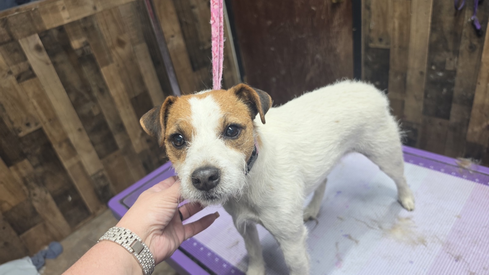 Fresh & tidy terrier