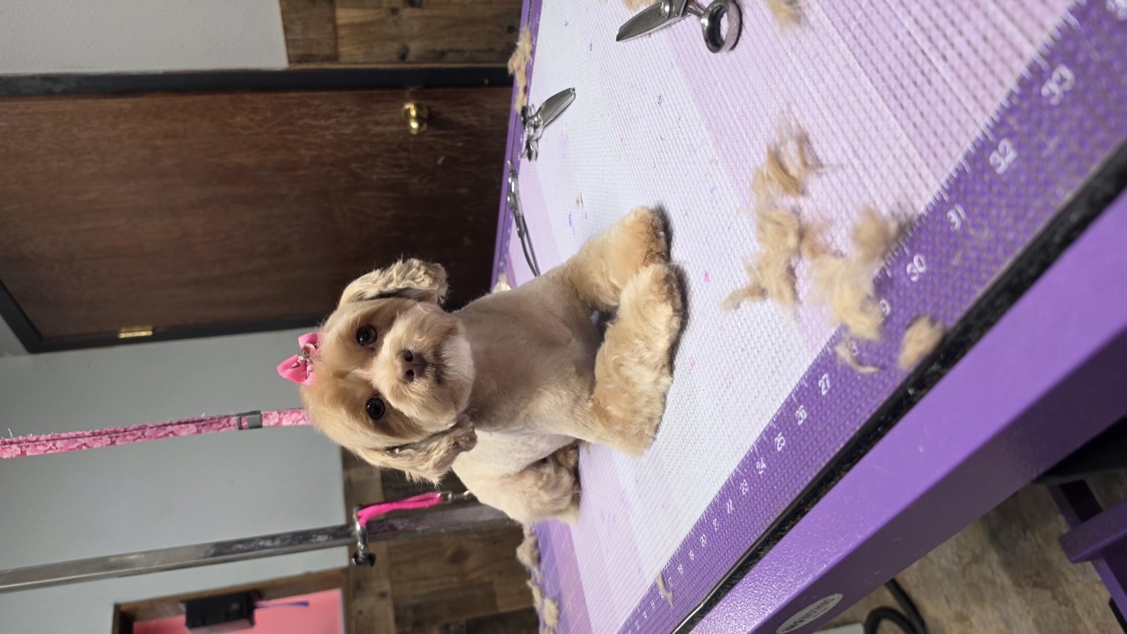 Pup with a fresh teddy bear trim