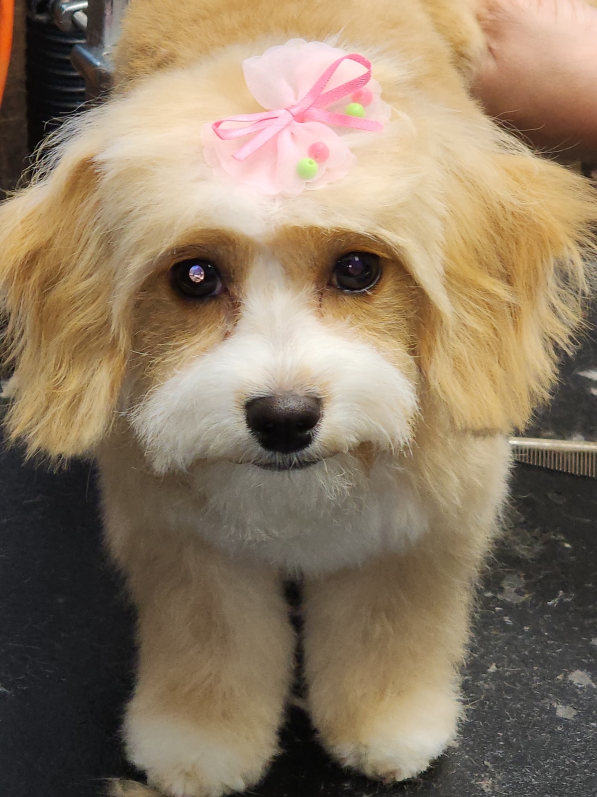 Fluffy pup with pink bows