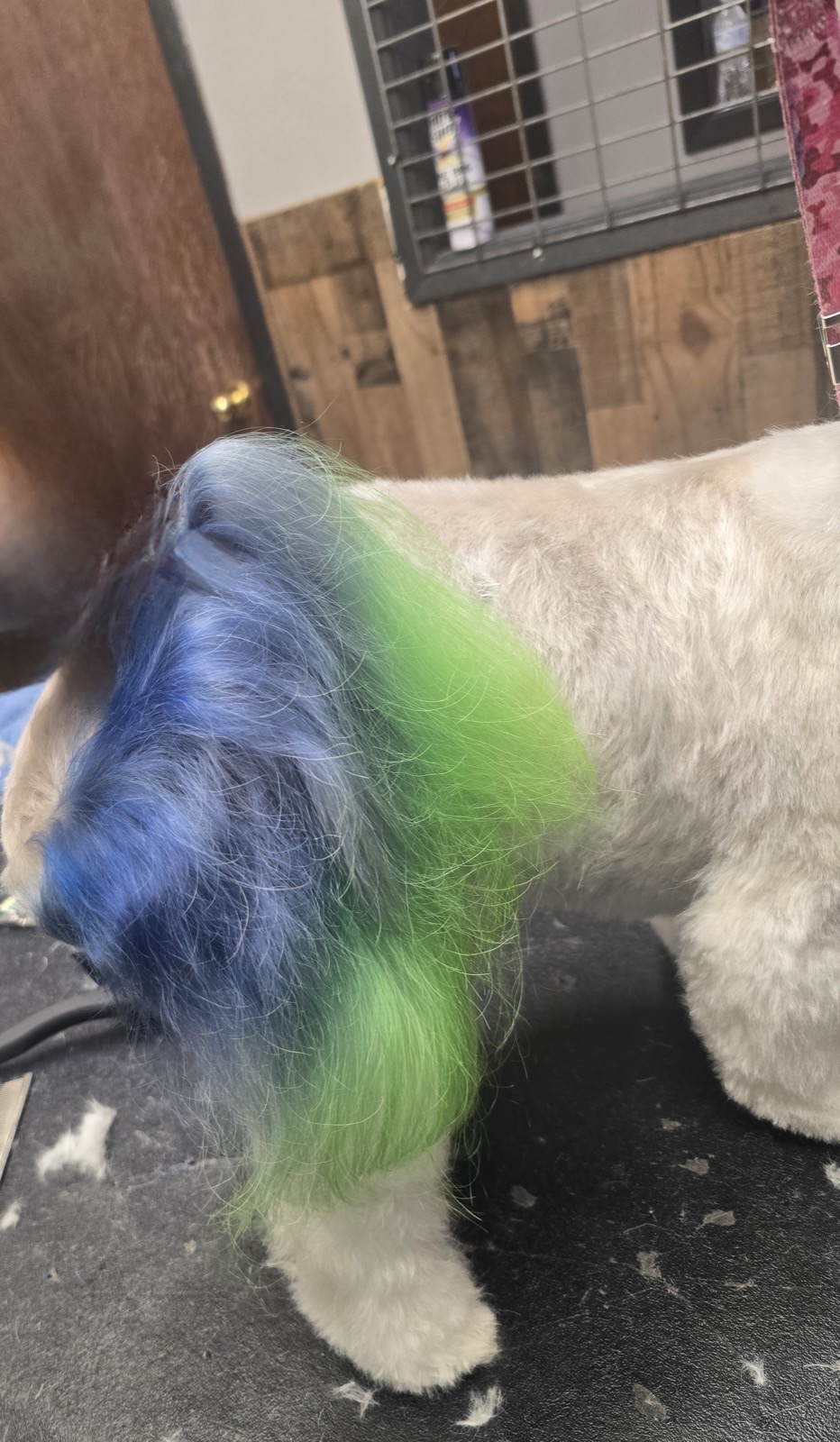 Blue & green tail