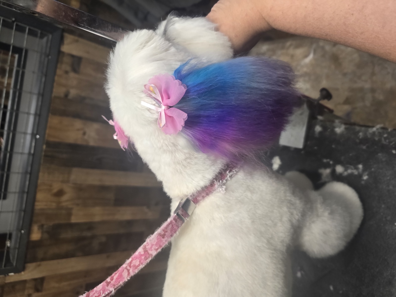 Purple & pink with a bow