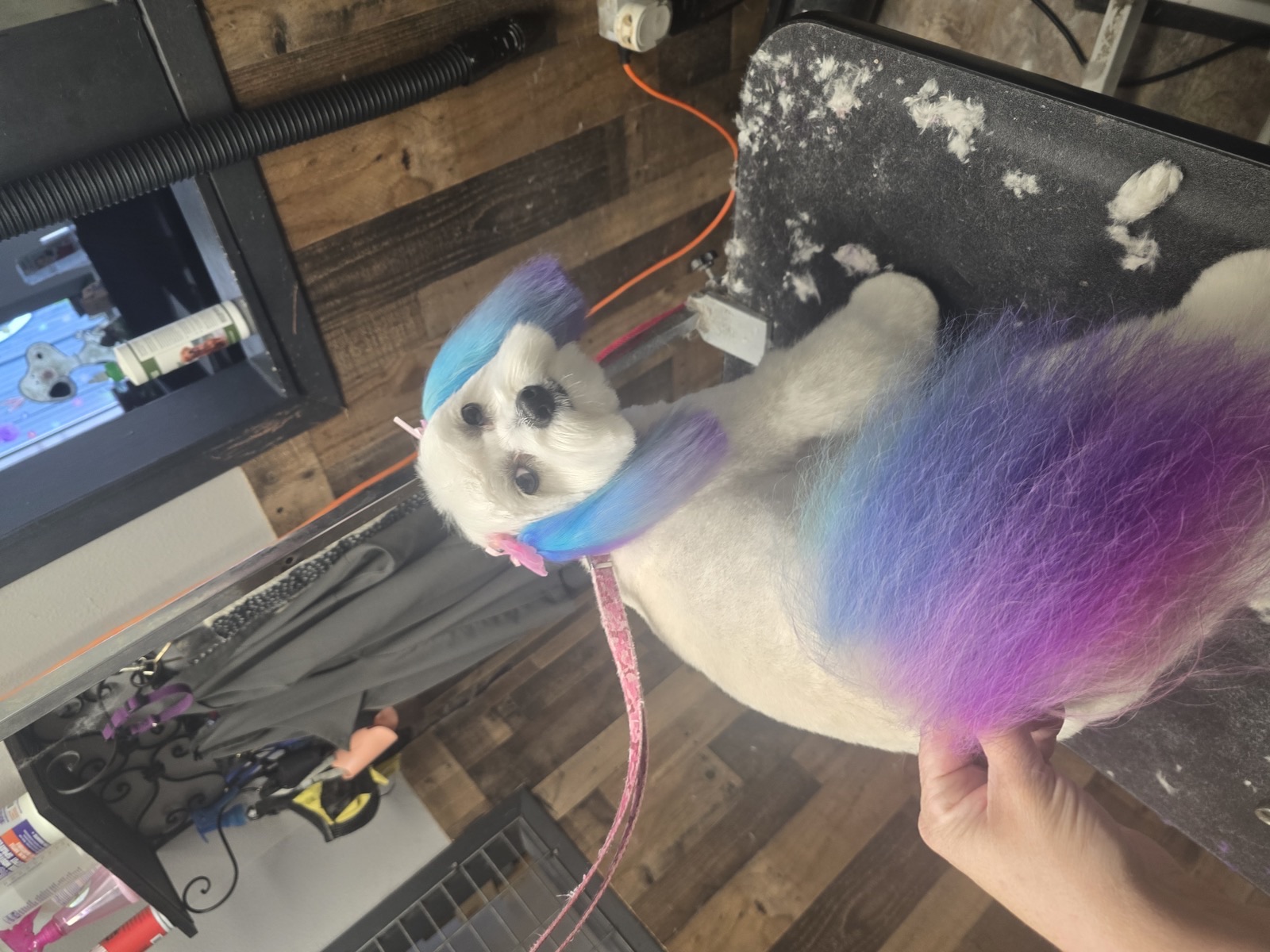 Blue ears & purple tail