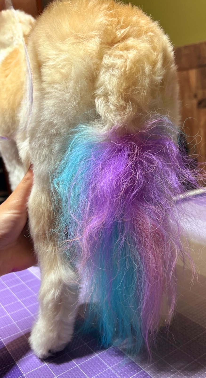 Dog with a rainbow custom-color tail