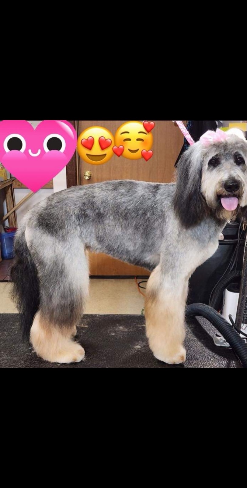 Freshly groomed doodle