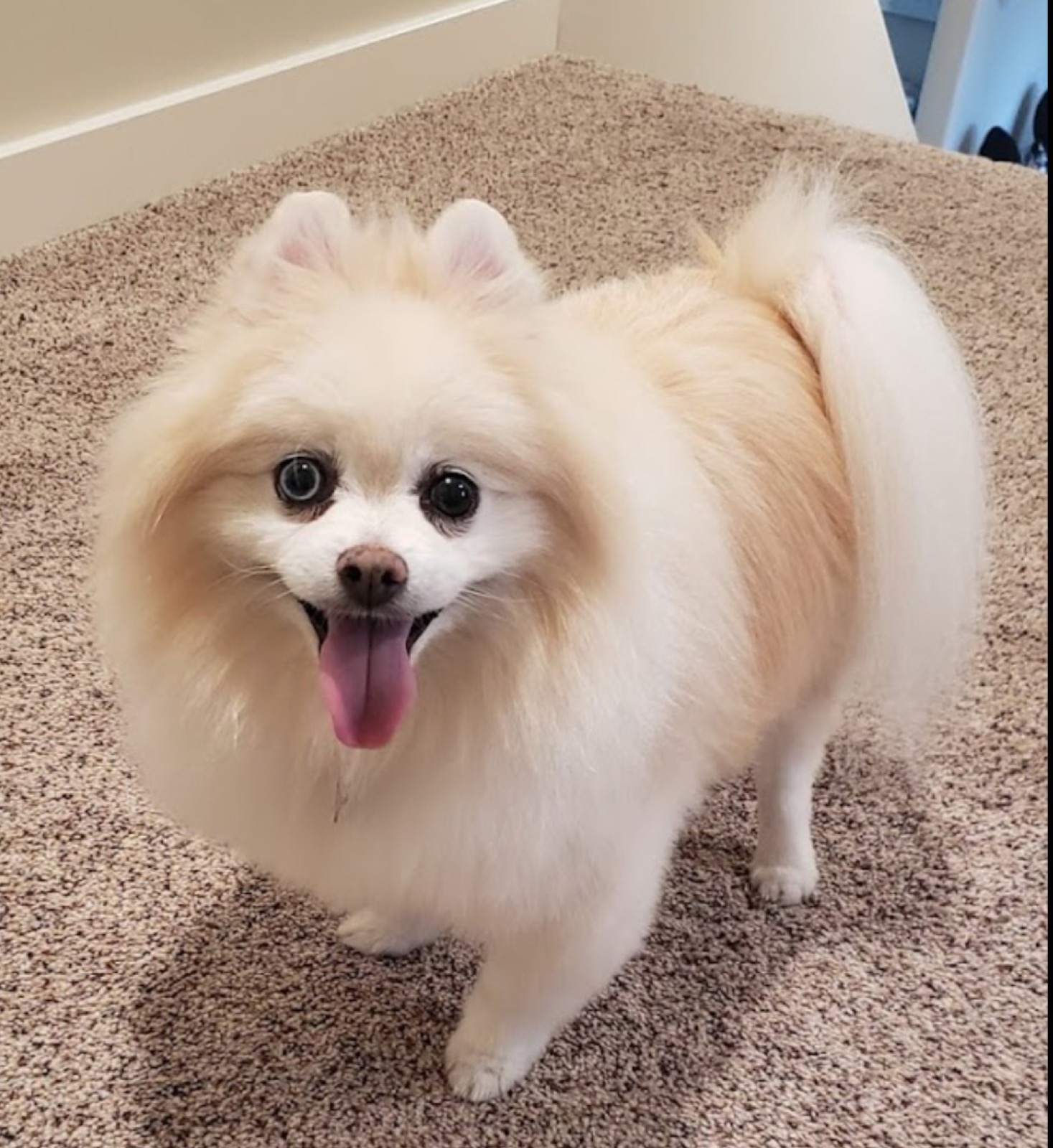 Fluffy Pomeranian